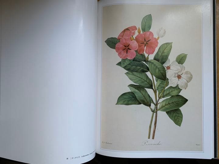 豪華な花画集。ルドゥーテ 「美花選 夏・秋」