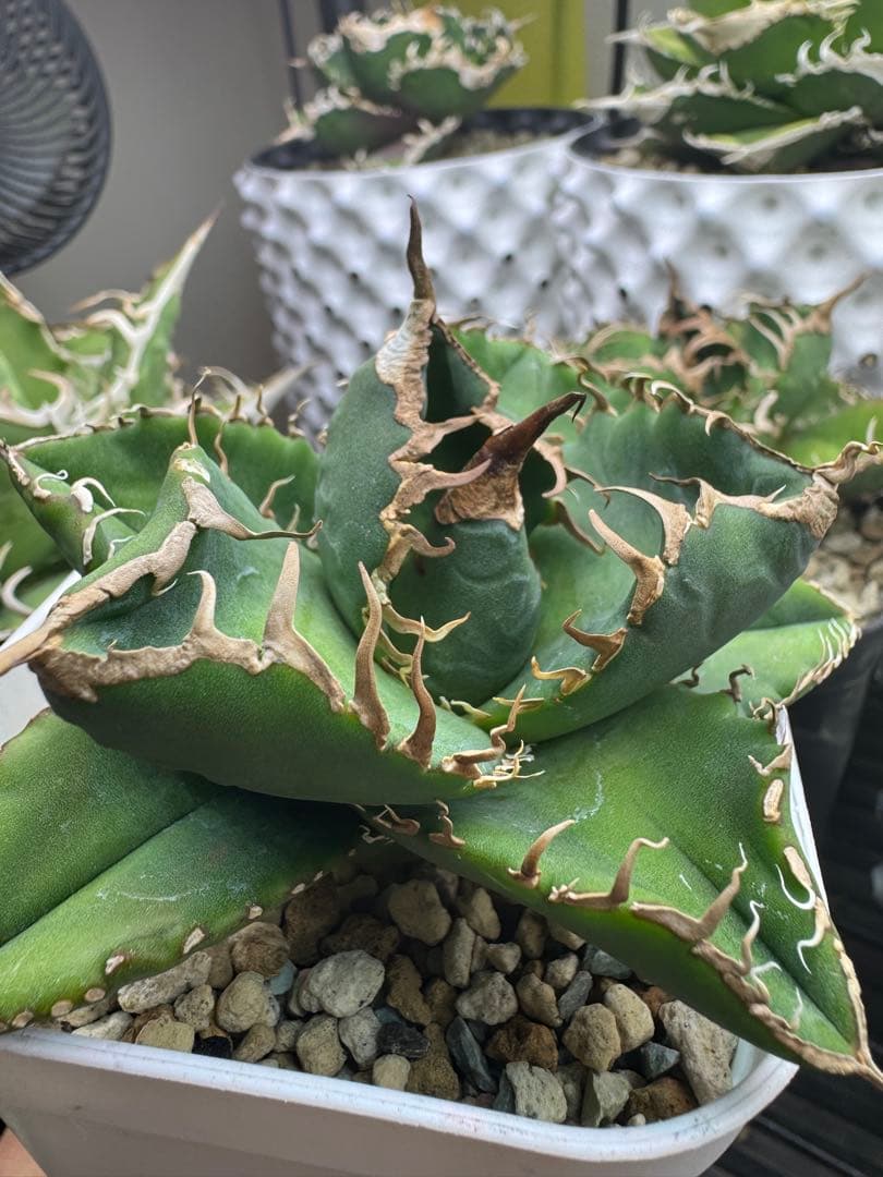 アガベ　【悪魔くんOC】中株　子株付き　検）シチリア　オテロイ　スーパーチタノタ Yahoo!オークション - アガベ スーパーチタノタ バケモノ 悪魔くん シ