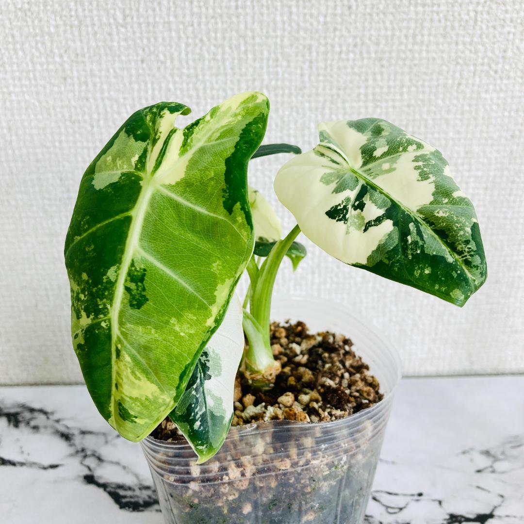 アロカシア フライデック 斑入り 子株付き - メルカリ