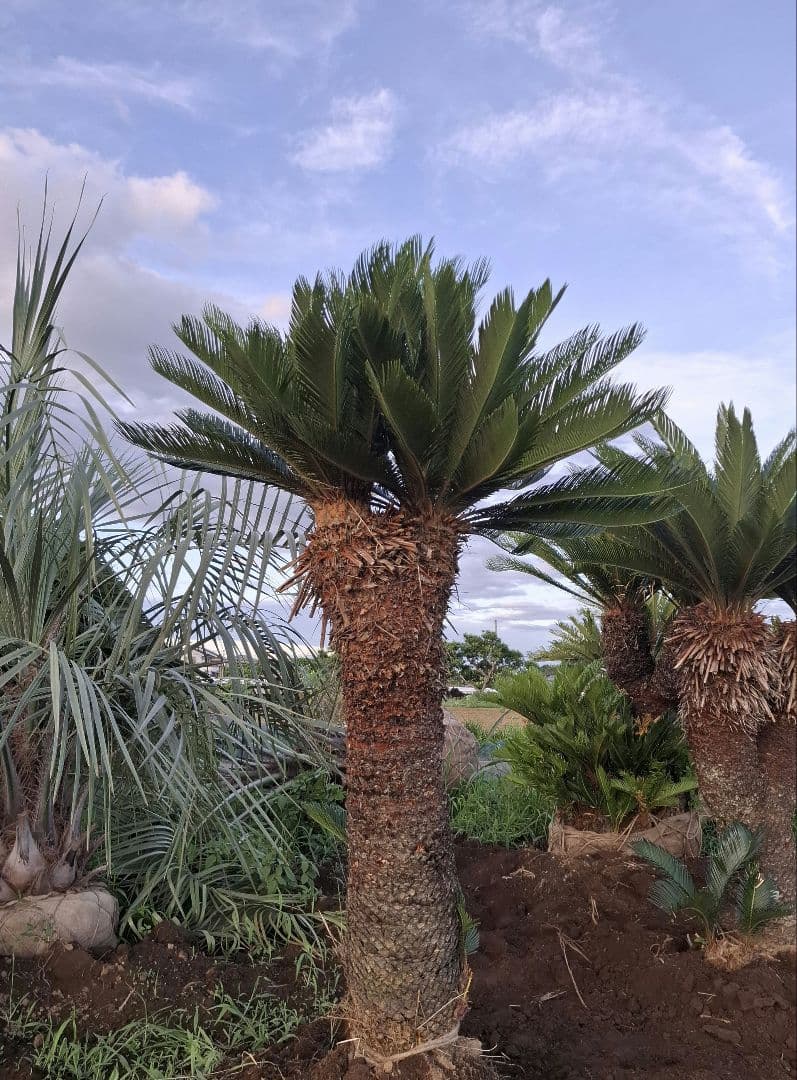 蘇鉄 ソテツ 2頭 ――ヤシ ココス サバル アガベ 🌸 ――