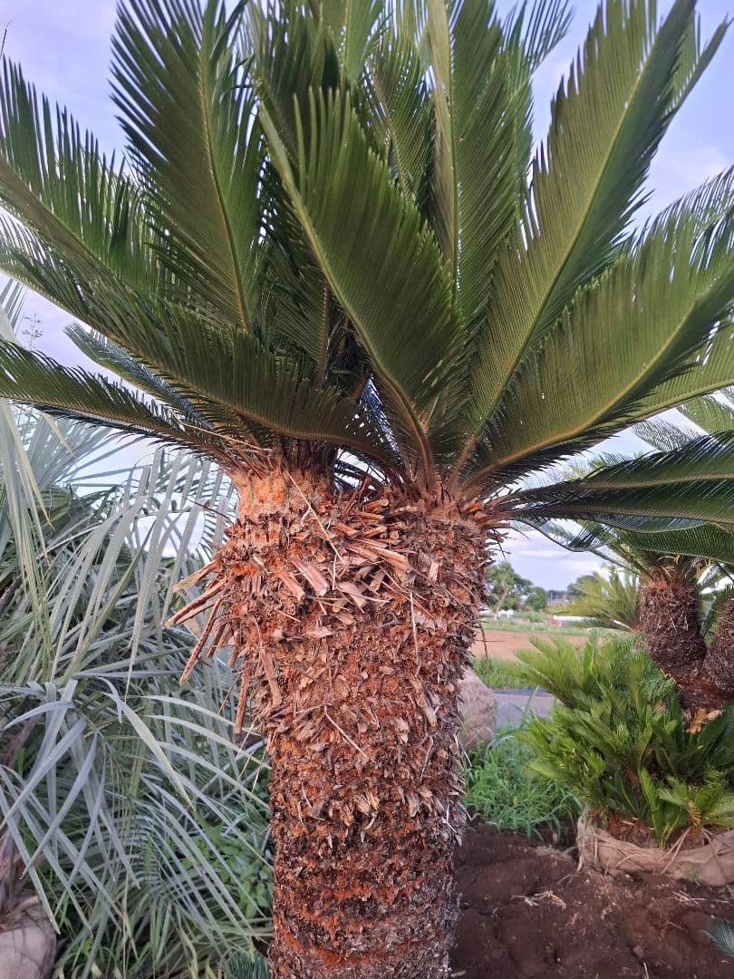 蘇鉄 ソテツ 2頭 ――ヤシ ココス サバル アガベ 🌸 ――