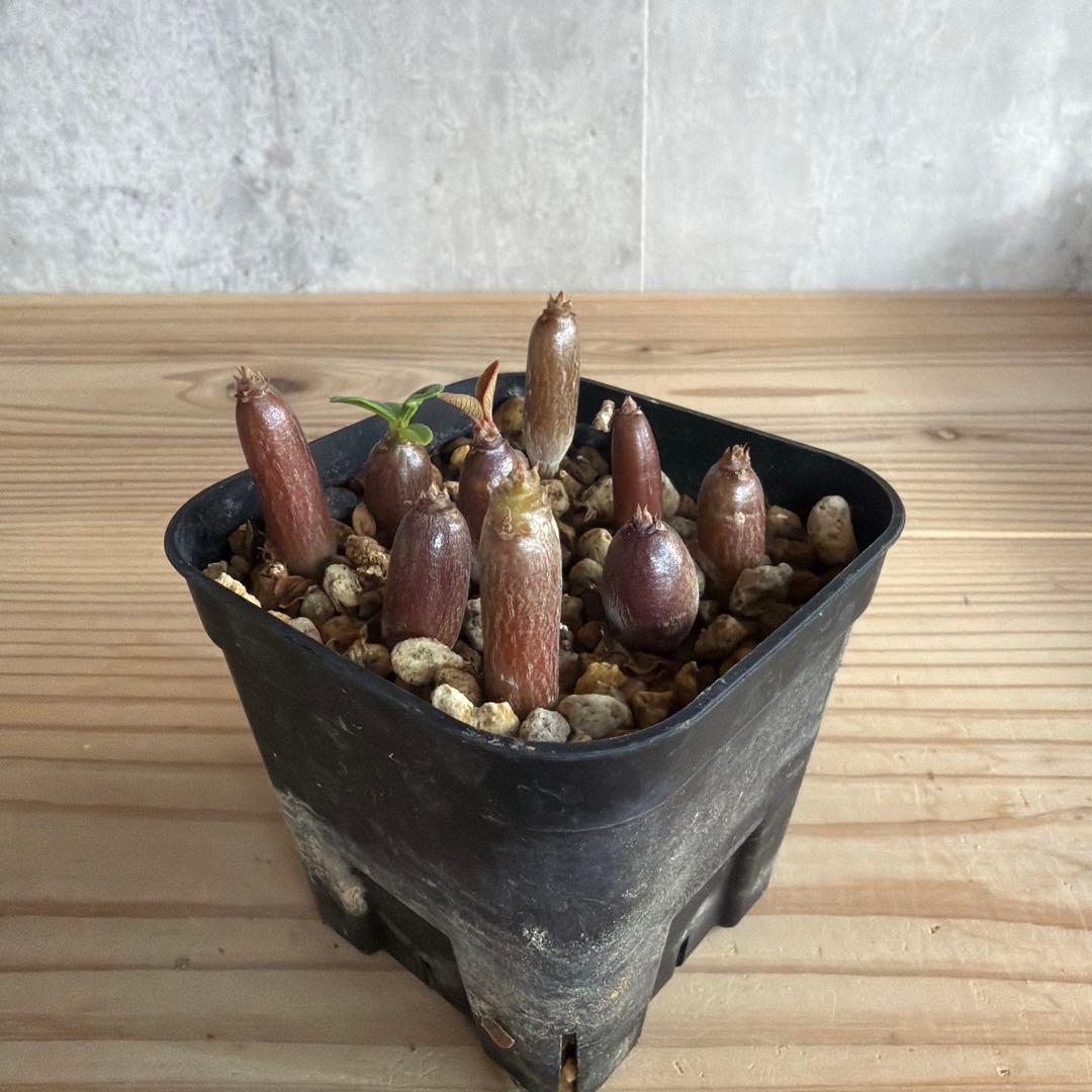 9株セット パキポディウムウィンゾリー 国内実生株 - メルカリ