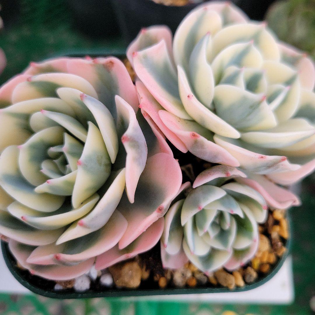 K苗 ルノーディーン錦 大群生 初根抜き苗 - メルカリ