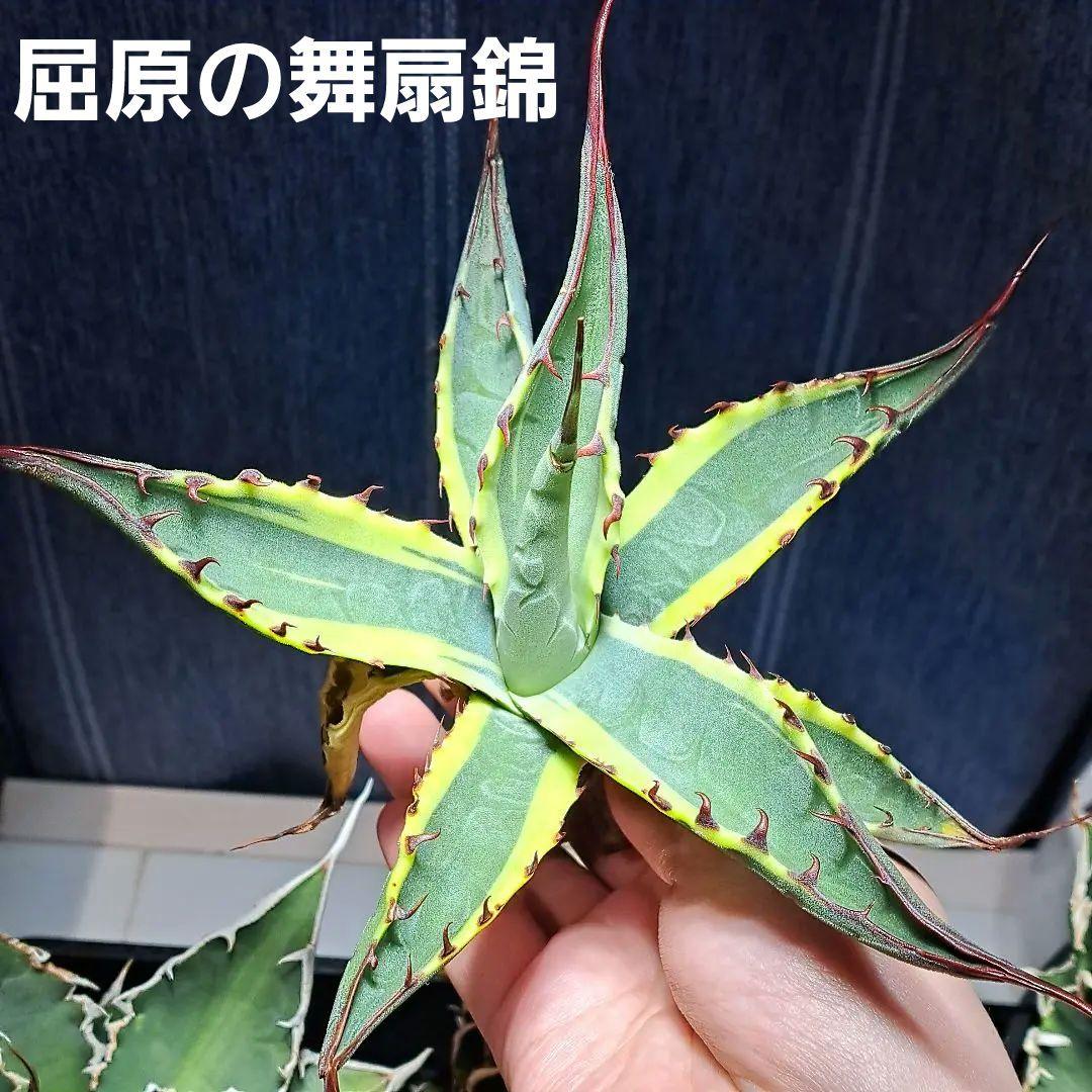 ☆鮮明斑☆20cm弱大きめ☆② アガベ 屈原の舞扇錦 - メルカリ