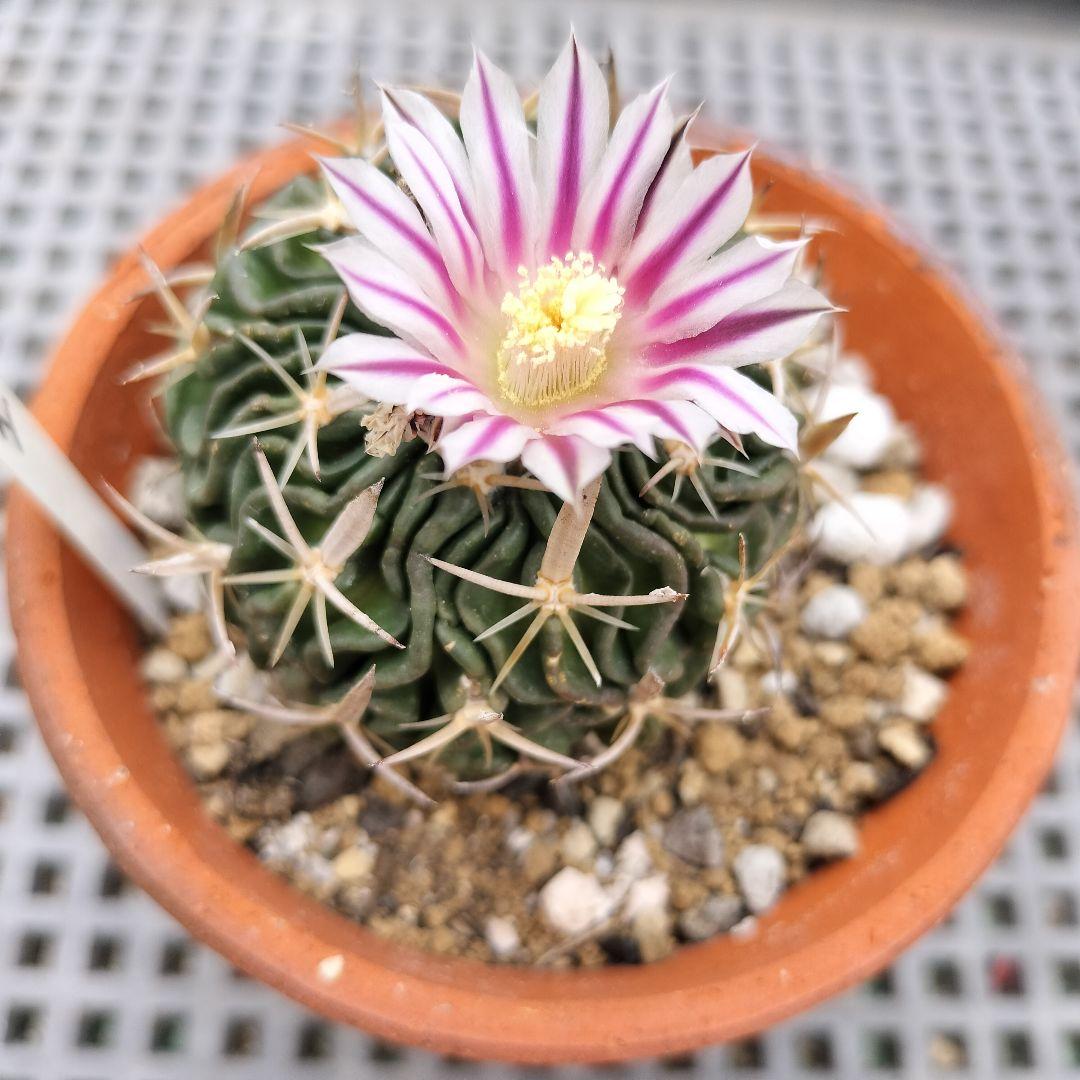 縮玉 エキノフォスロカクタス属 サボテン 花サボテン サボテン抜き苗