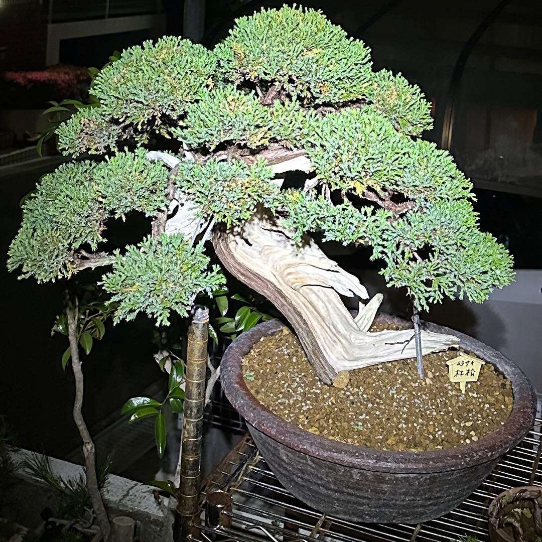 中型盆栽( 引取限定 ) 大阪府和泉市