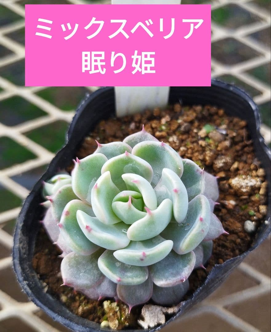 おらいさん 眠り姫 苗 ミックスベリア 多肉植物 - メルカリ