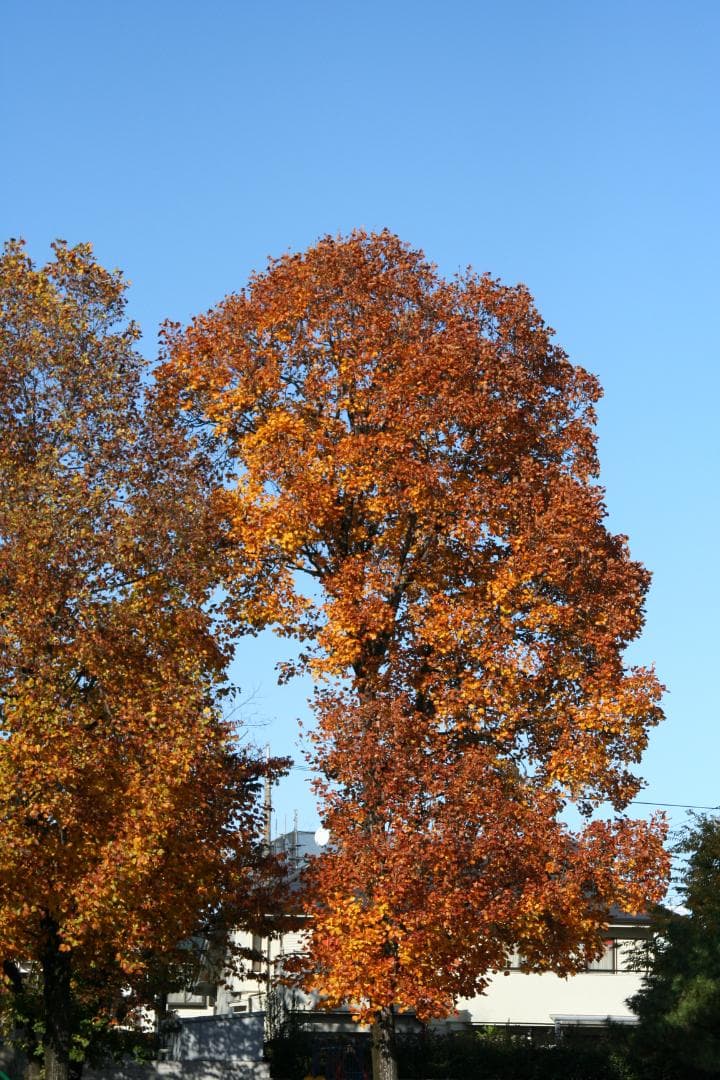 Canon EF24-105/4 L IS USM（動作確認済）