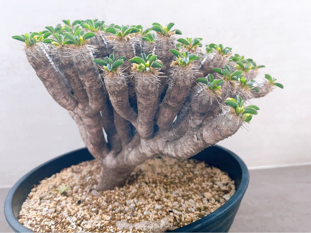 《期間限定販売❗️》『ユーフォルビア　ギラウミニアナ』現地球　発根済み極美大株