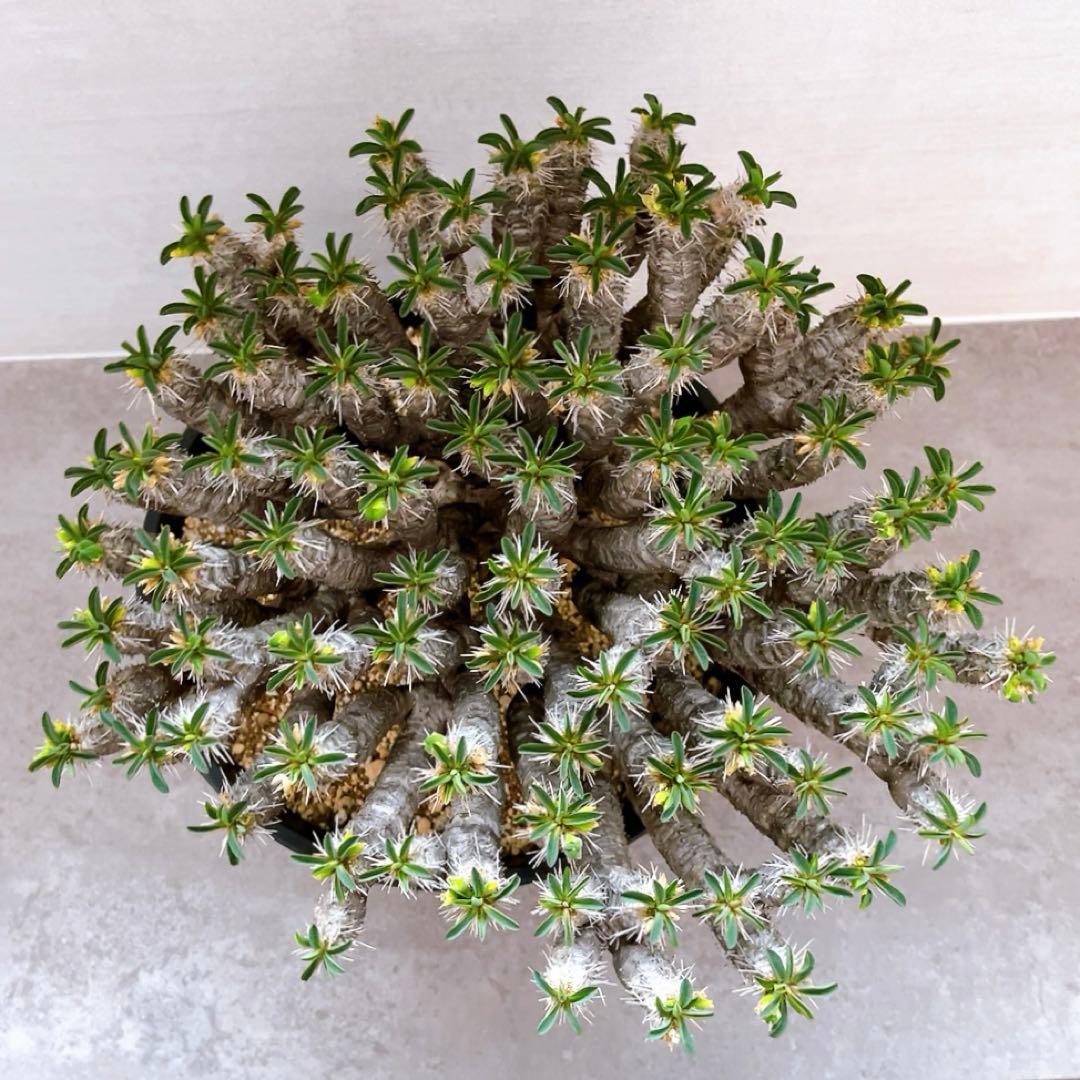 《期間限定販売❗️》『ユーフォルビア　ギラウミニアナ』現地球　発根済み極美大株