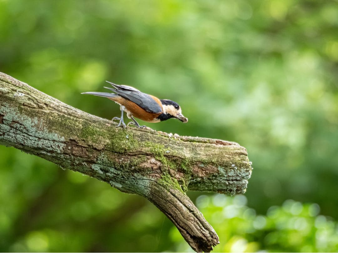 レンズ(ズーム) M.ZUIKO DIGITAL ED 75-300mm F4.8-6.7 II