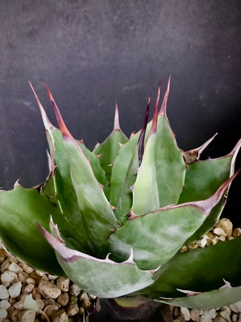 アガベ ホーチエンシス × ブルーブライアン hyb - メルカリ