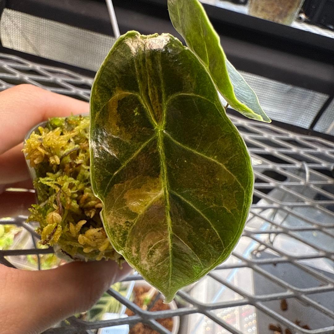 (*@様 希少 アロカシア アズラニー オーレア アロカシア アズラニー オーレア│Alocasia azlanii aurea varigated