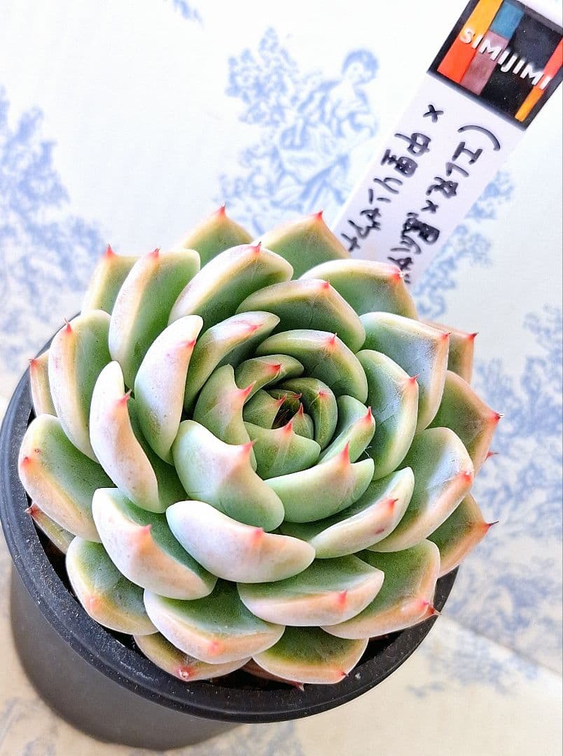 エレ丸×黒爪ザラゴーサ)×中里リンゼアナ札付きポットごとsimijimiさん