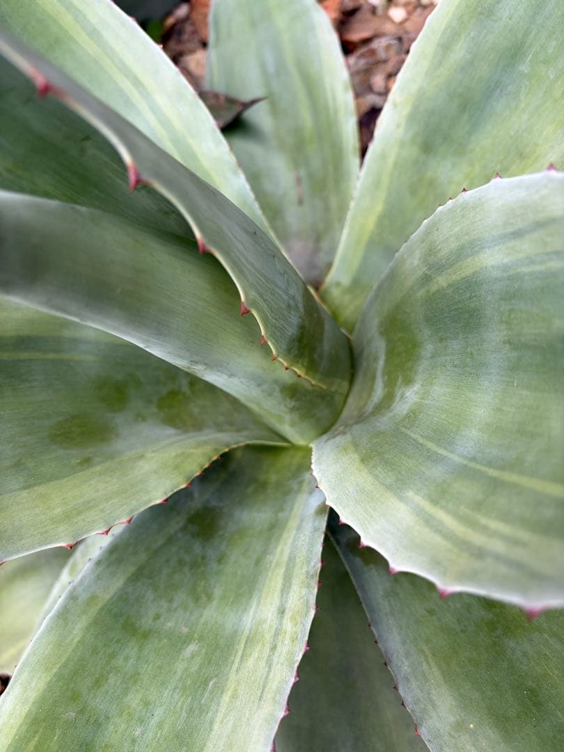 耐寒性アガベ オバティフォリア バンジー斑入り大株ドライガーデン