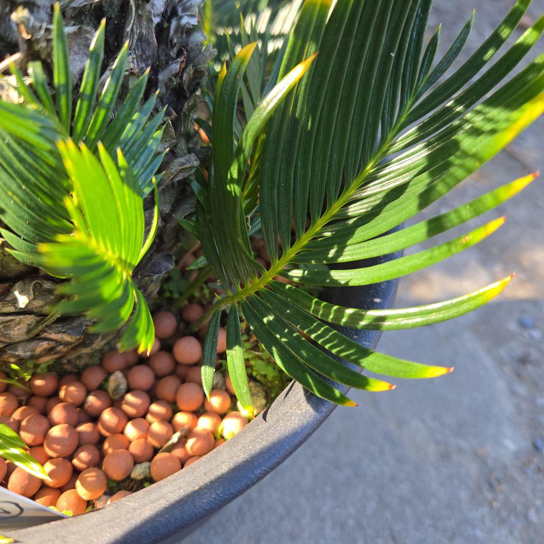 ⑳　金環ソテツ　8号　変わり葉　最高等級極上希少　不定芽沢山　期間限定セール‼️