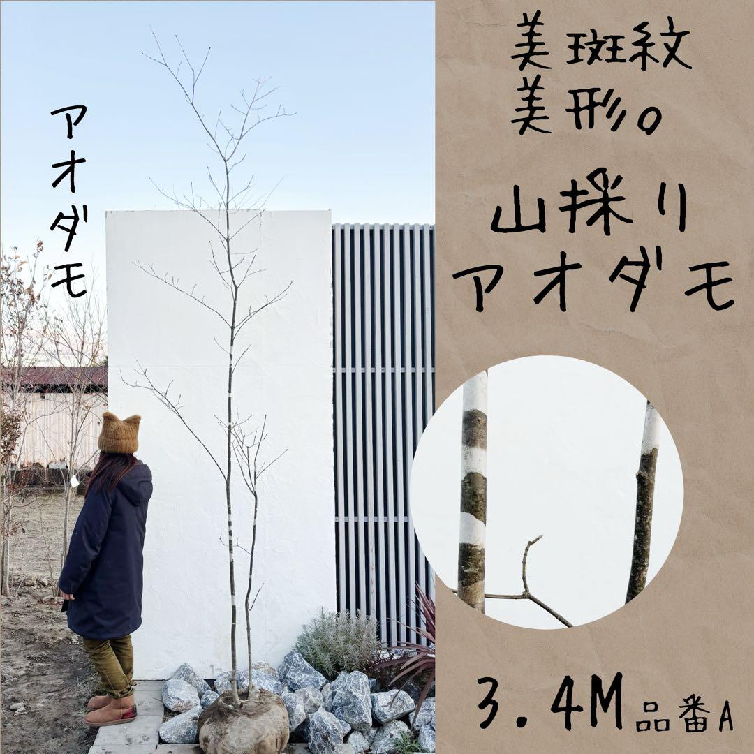 美斑紋。美形 山採りアオダモ3.4M(鉢底から)品番A DSC06930.jpg