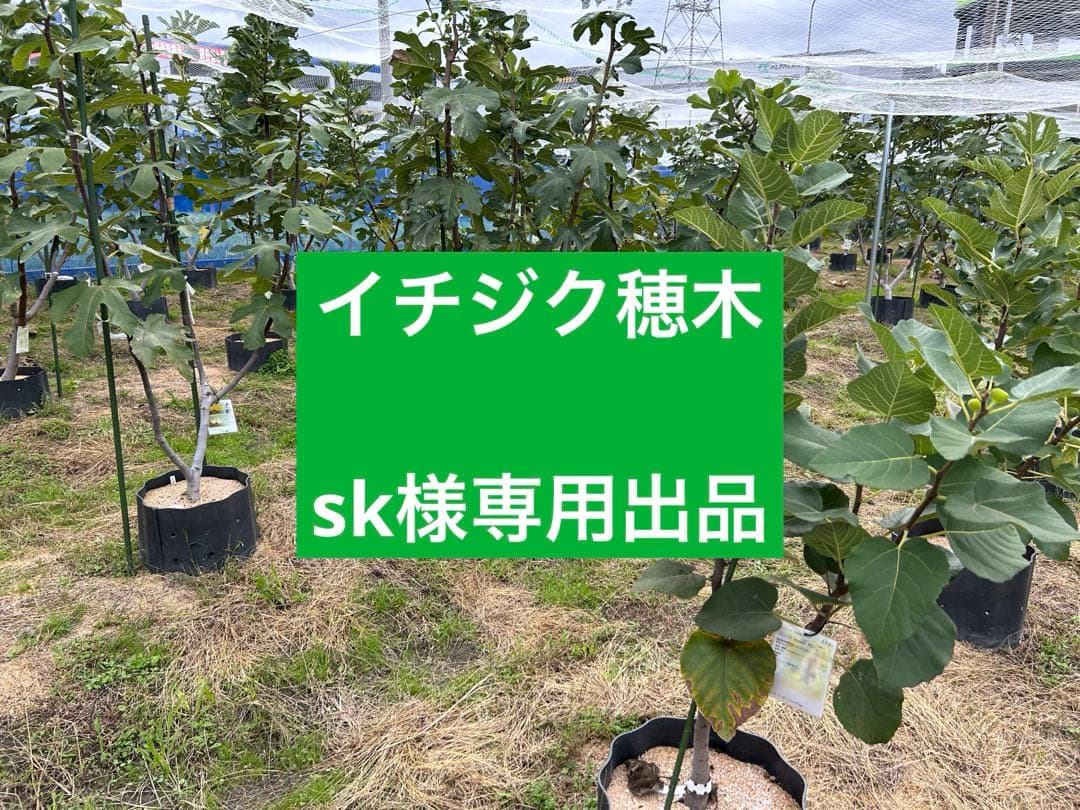 イチジク穂木専用出品です - メルカリ