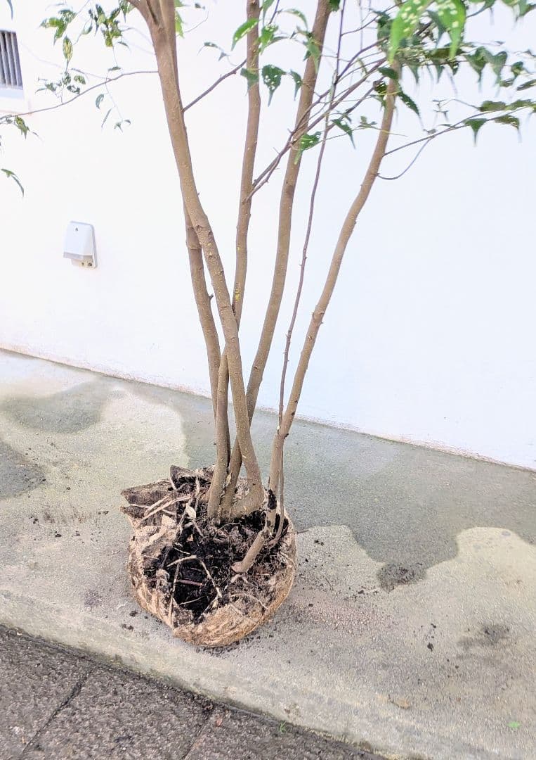 3.3m！至高の山採りハイノキ。