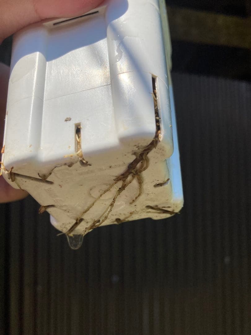 早い者勝ち】【親株最高】ユーフォルビアムランジーナ 挿し木発根済 8