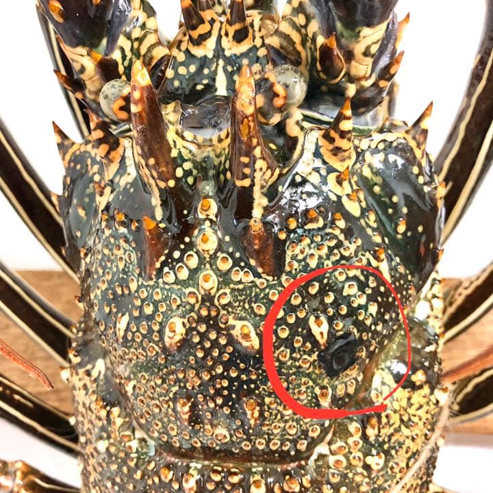 シマイセエビ 剥製 特大サイズ - メルカリ