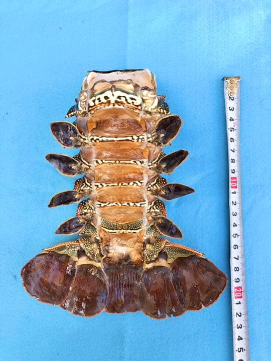 シマイセエビ 剥製 特大サイズ - メルカリ