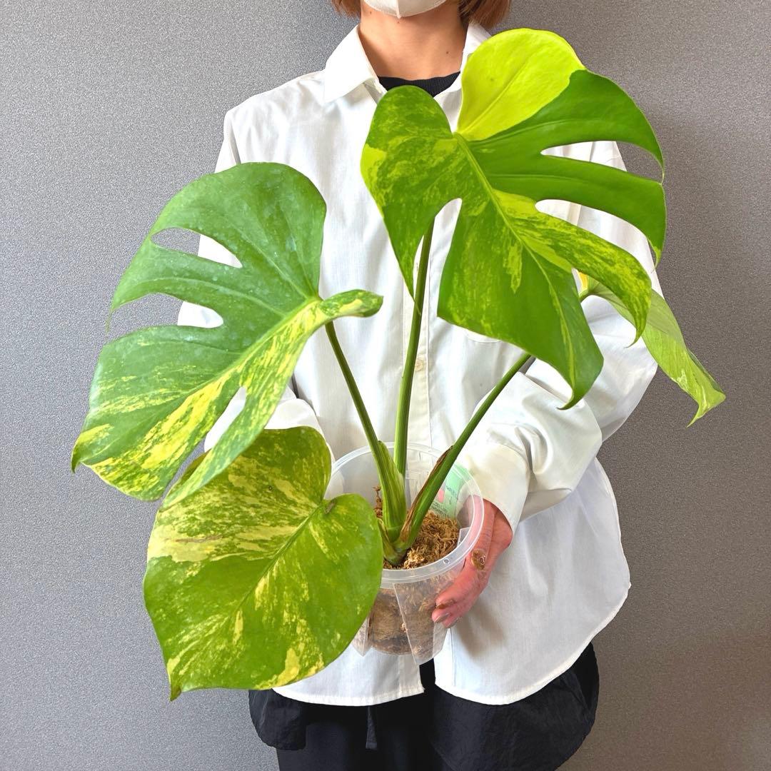 超絶希少❗️モンステラ デリシオーサ ポンポン✨ - メルカリ