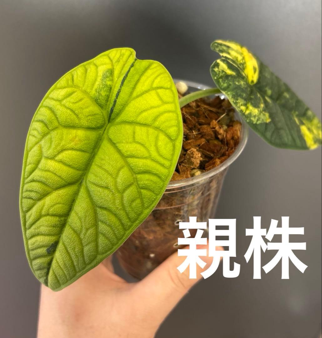 芋】 アロカシア メロ オーレア 斑入り 新芽あり - メルカリ