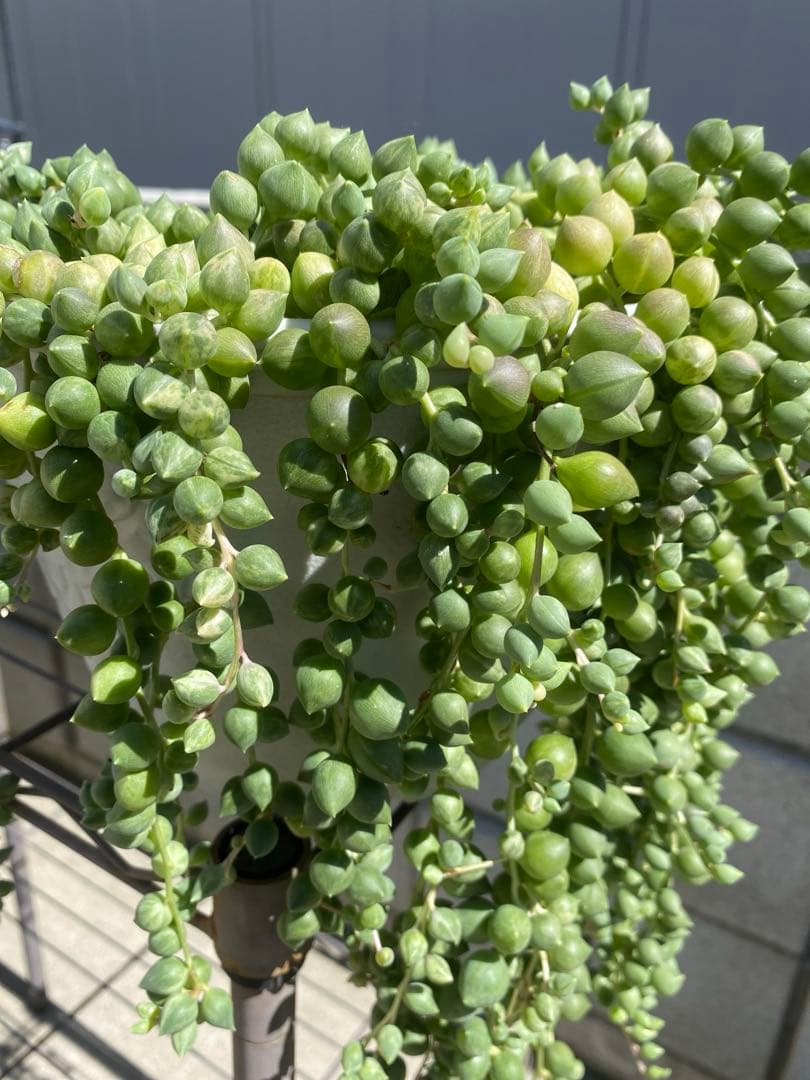 多肉植物 エンジェルティアーズ錦 ❤️30㌢以上 - メルカリ