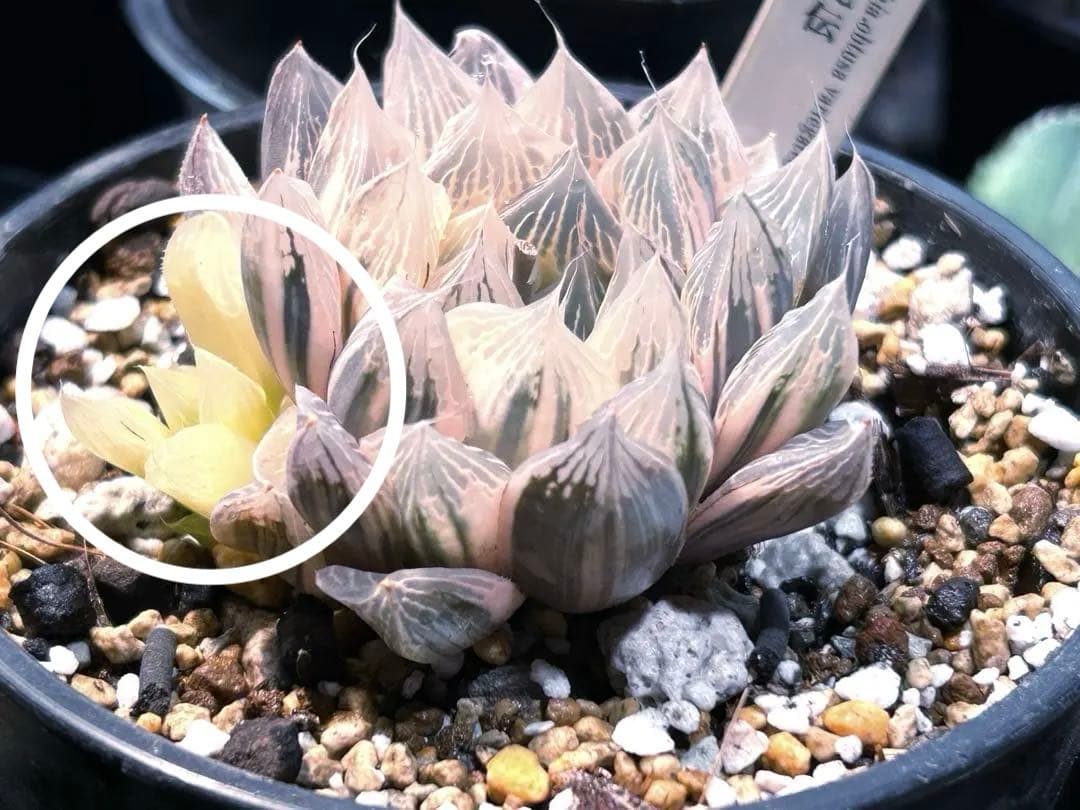 ハオルチア 白蛇伝 赤斑 子株 - メルカリ