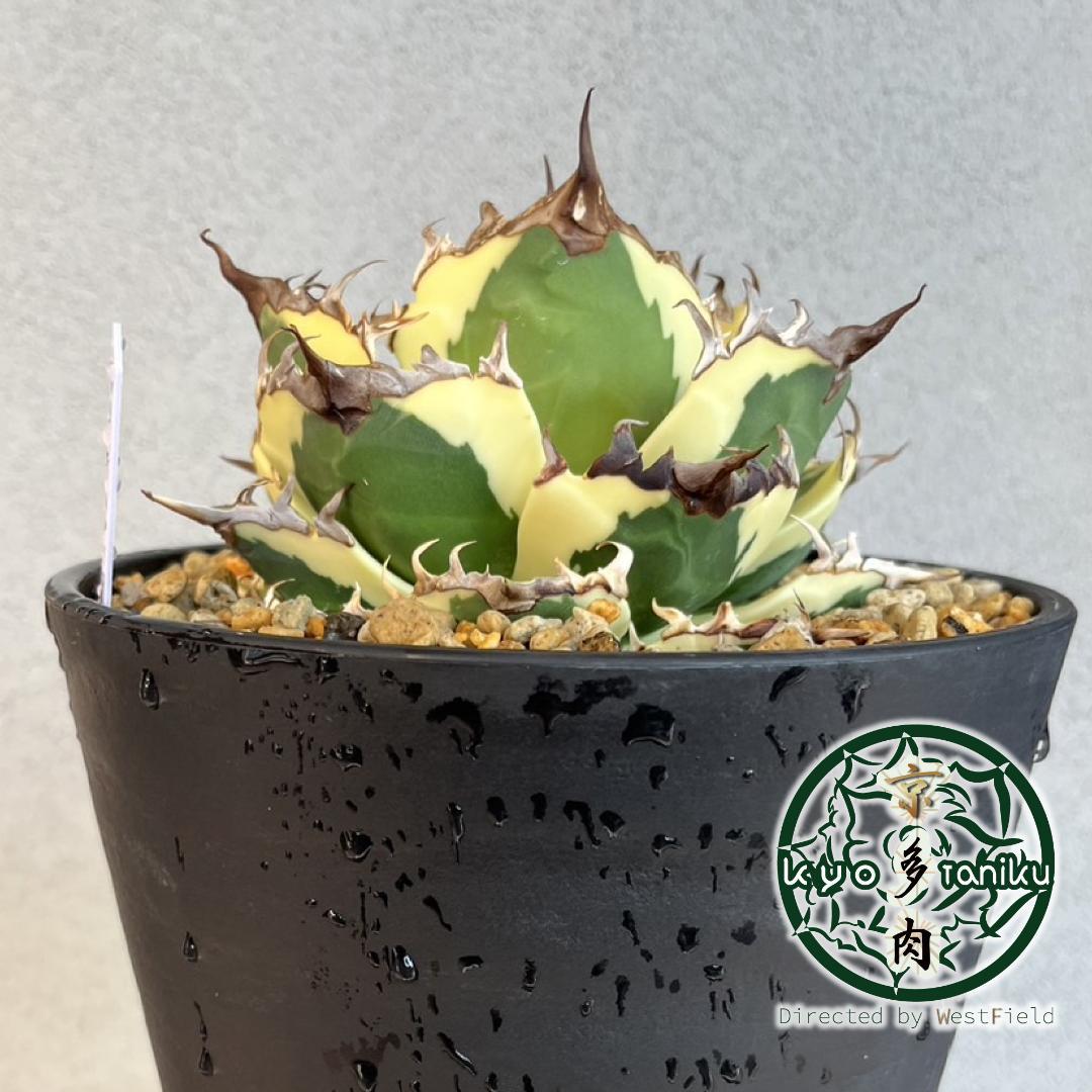 【良苗】アガベ　カリフォルニア　チタノタ　スナグルトゥース　親株販売 アガベ・チタノタ「スナグル・トゥース」 3.5号鉢 | | チタノタ銘品