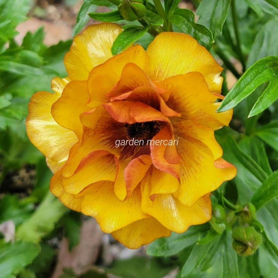 ラナンキュラスラックス サティロス 正規品 ラベル付き - メルカリ