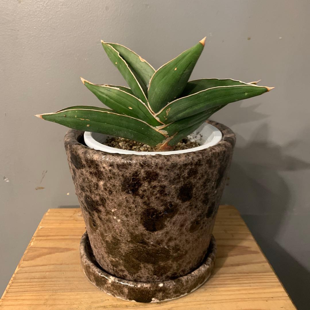 サンスベリア サムライドワーフ 3 陶器鉢 お皿付き - メルカリ