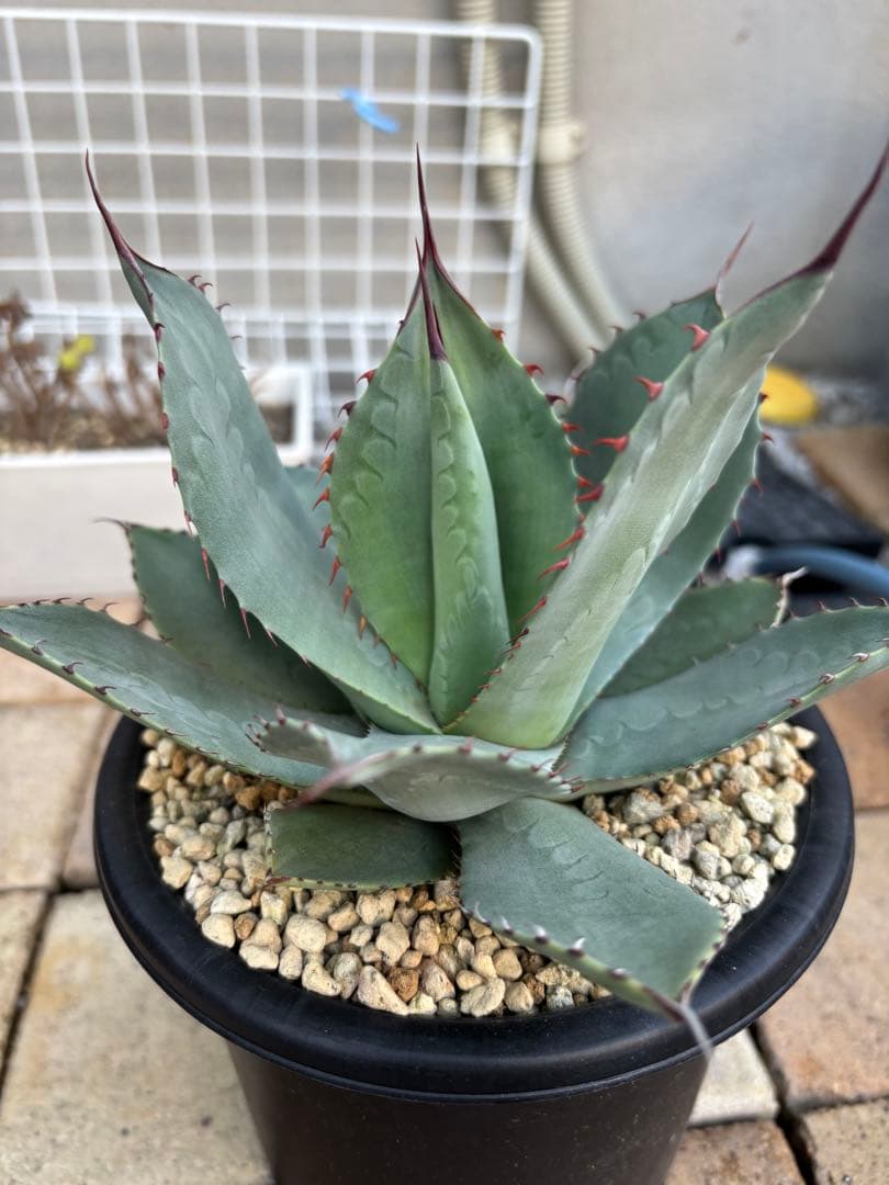 アガベ トランカータ 実生 抜き苗 耐寒性 ドライガーデン パリー