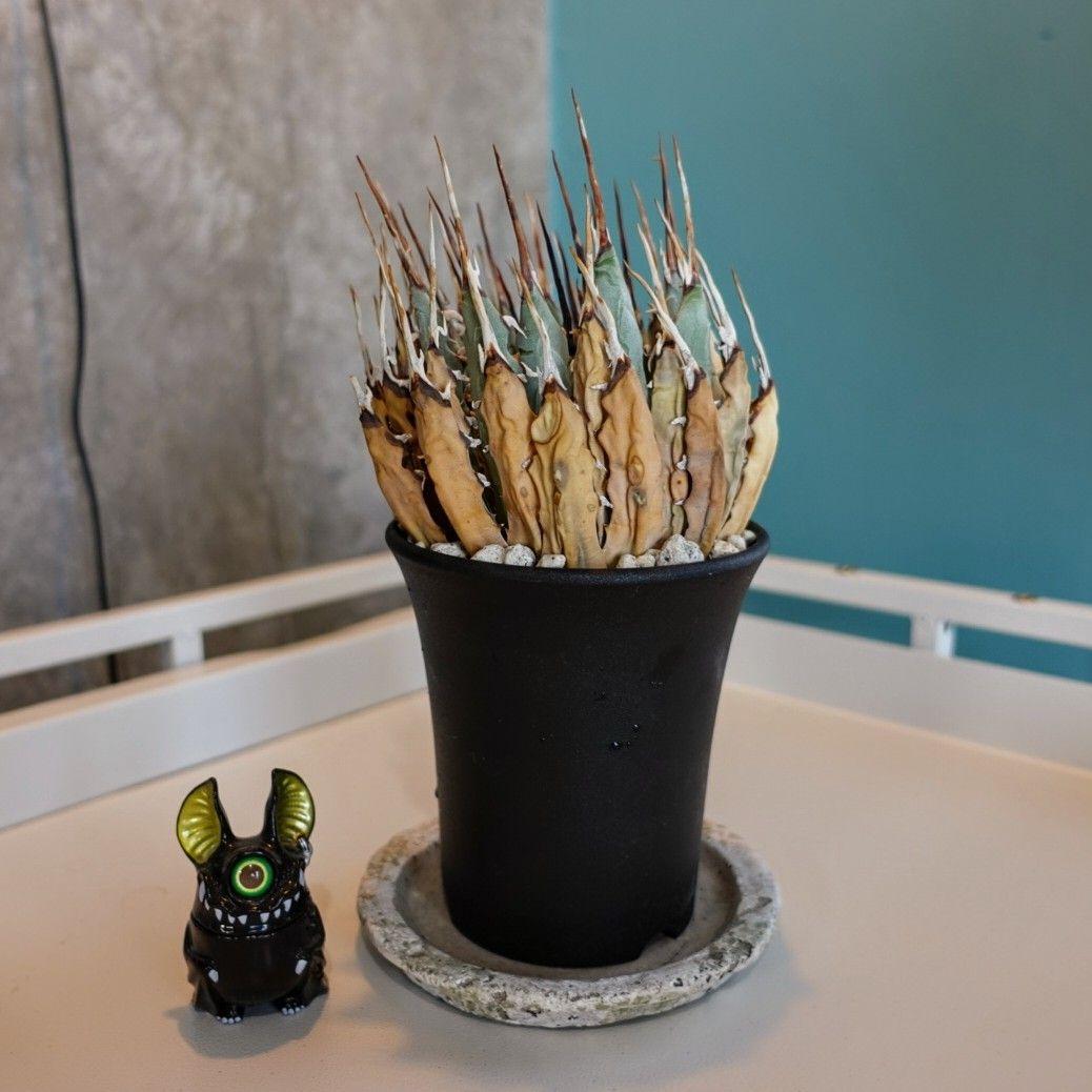 地*師様 【めちゃめちゃ発根済・3.5号サイズ】激シブ・エボリスピナ/鉢ごと発送