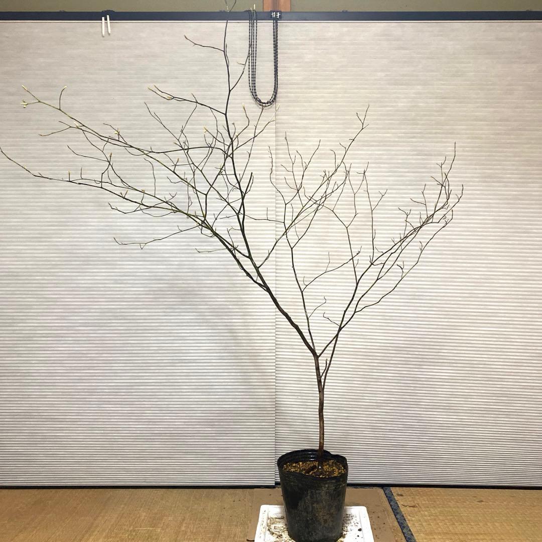 山採り クロモジ 黒文字 クロモジ苗木 No1 - メルカリ