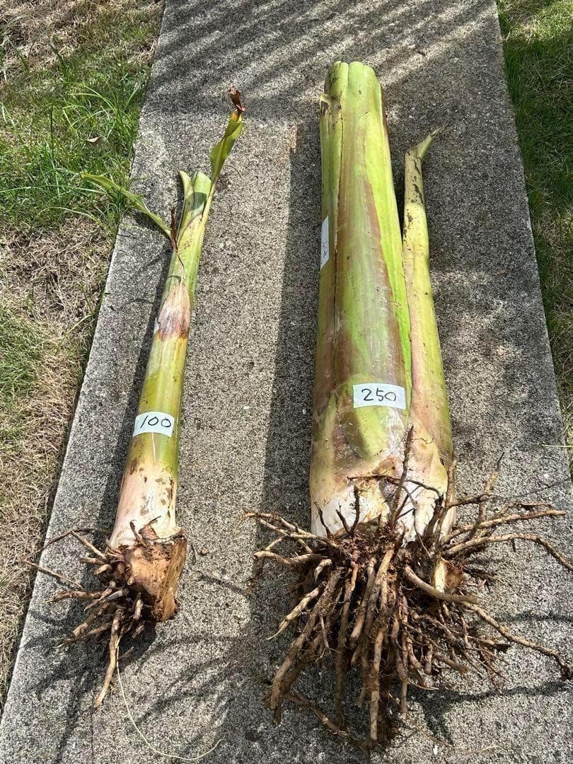 篠塚昭男様、専用出品◆５苗セット＝ヌアンジュンバナナ、100㎝同時梱包。