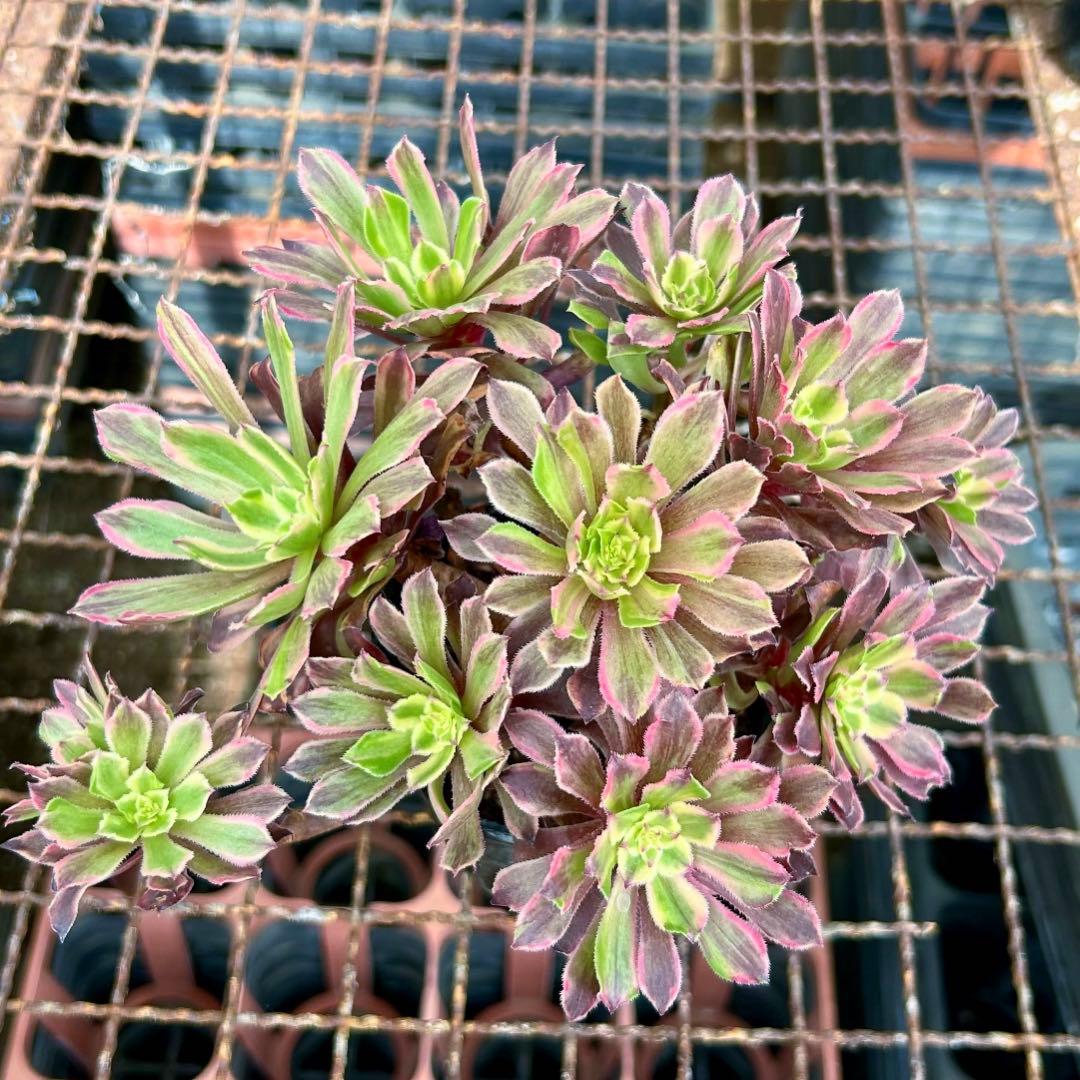 アエオニウム ピンクディジー 極上花顔株‼️抜き苗 多肉植物 | Shop at