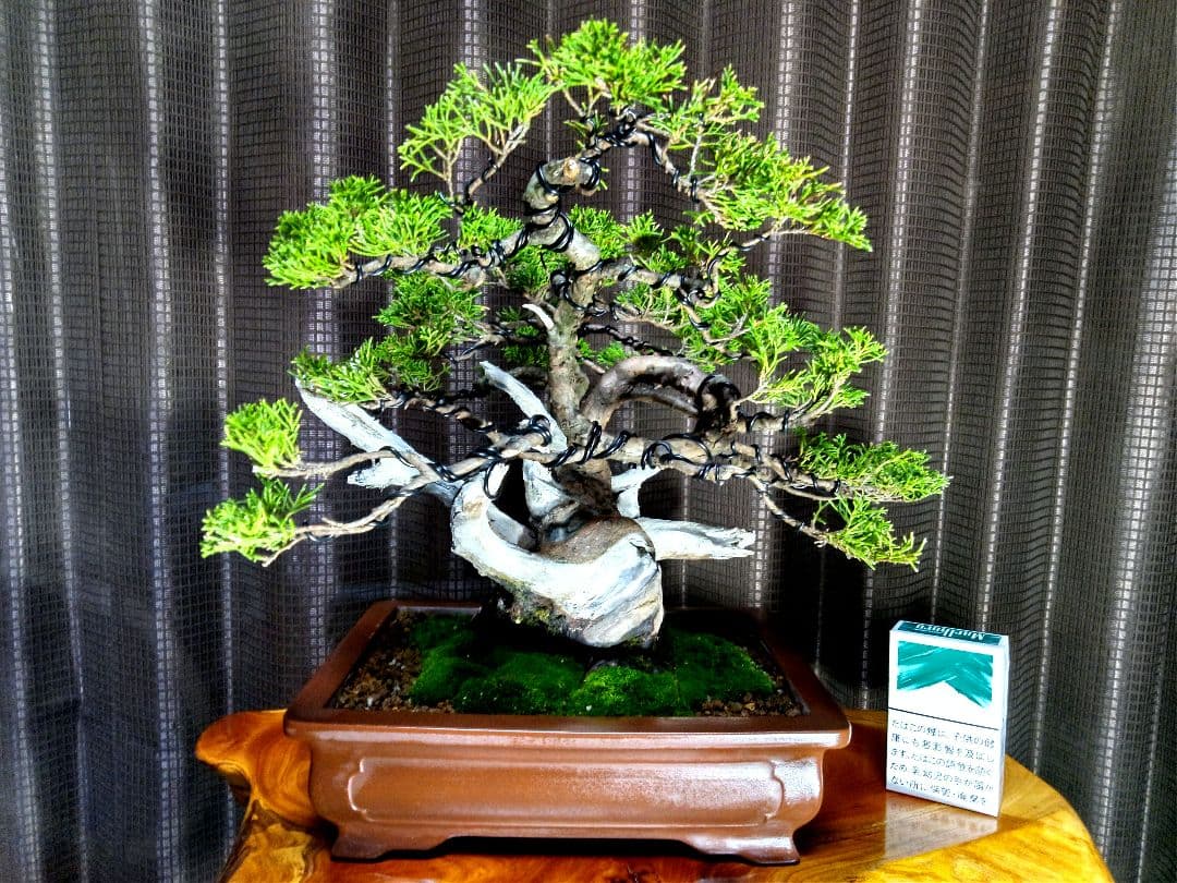 貴風 真柏盆栽】 ⭕太幹、舎利、神…価値有❗