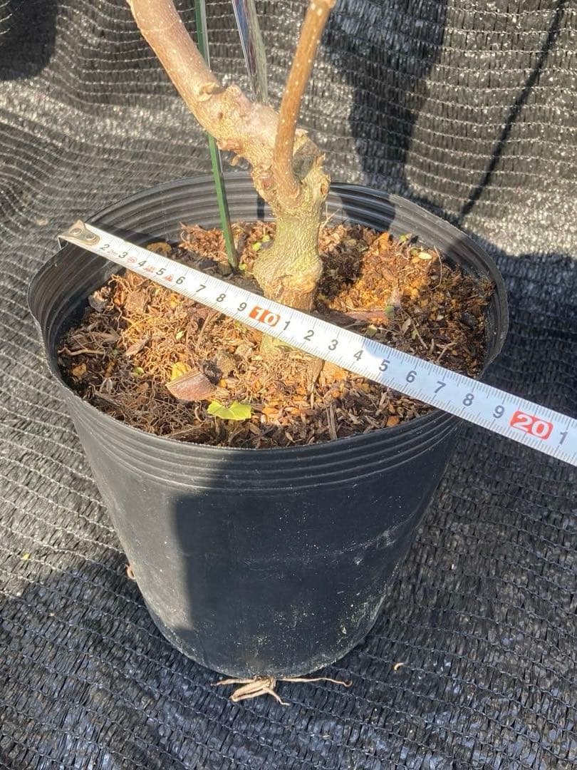 ①*:ஐ矮性で鉢栽培も可能‼︎魅力的な花色‼︎*:ஐモクレン・苗木