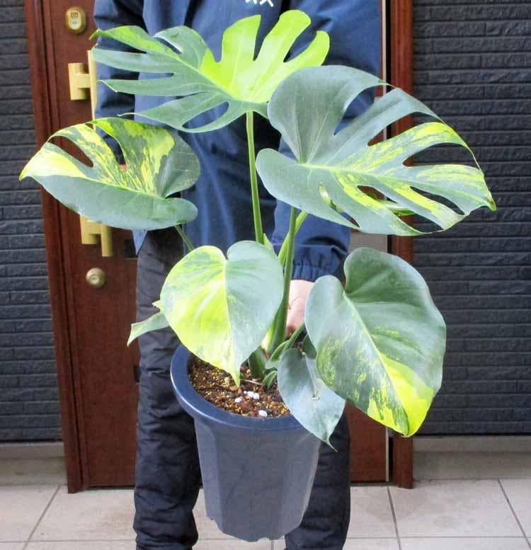 現品】モンステラ・デリシオサ・イエローマリリン 黄斑（オーレア斑