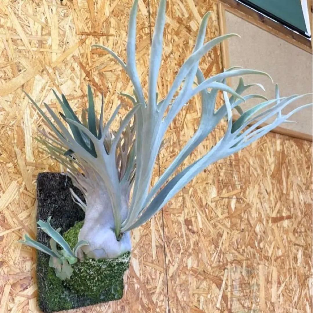 初売り限定価格❗️】ビカクシダ ビーチー ベイチーワイルド