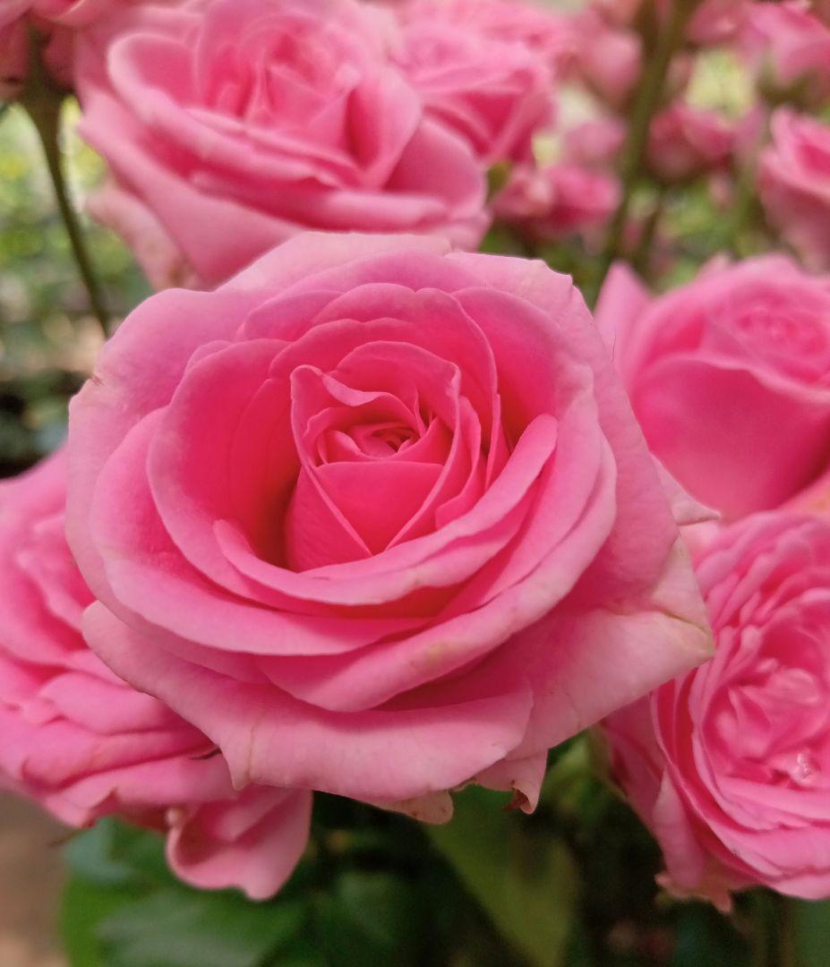 バラ苗(入手困難切り花種) 激レア種 大き目良苗 - メルカリ