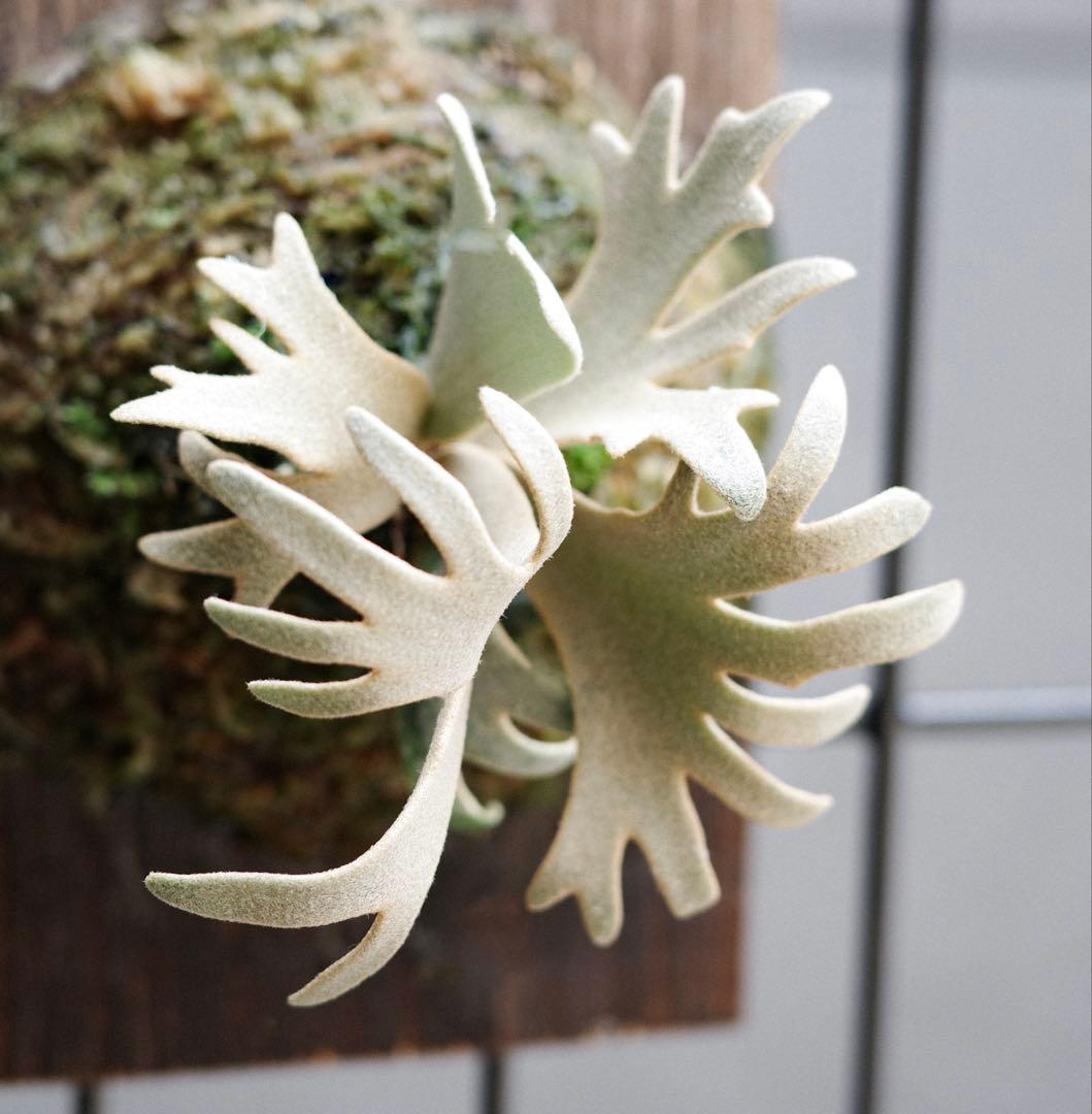 P.Jenny #1 OC ジェニー ビカクシダ 子株 - メルカリ