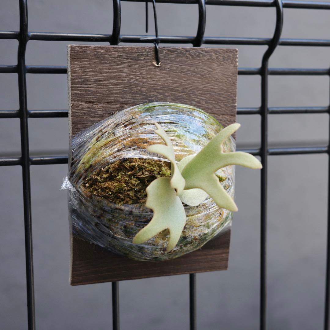 P.Jenny #1 OC ジェニー ビカクシダ 子株 - メルカリ