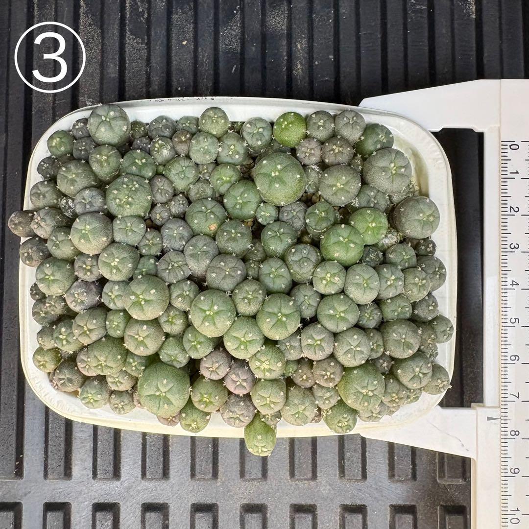 ★☆銀冠玉いろいろ③ 実生☆★ sddefault.jpg