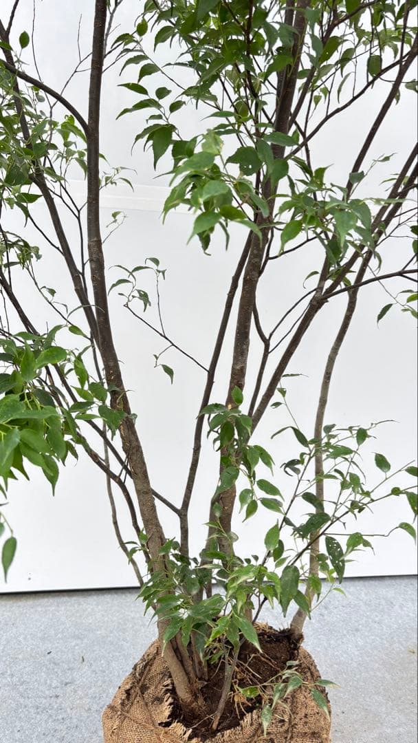 美しい樹形が魅力的 山採り ハイノキ 株立 703 樹高1.7m位