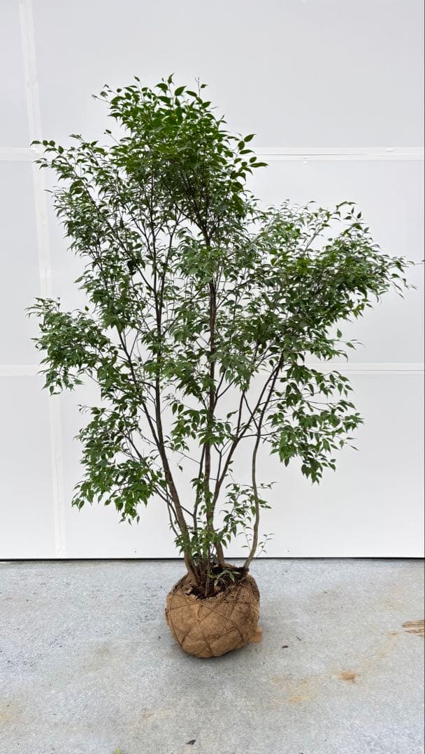 美しい樹形が魅力的 山採り ハイノキ 株立 703 樹高1.7m位