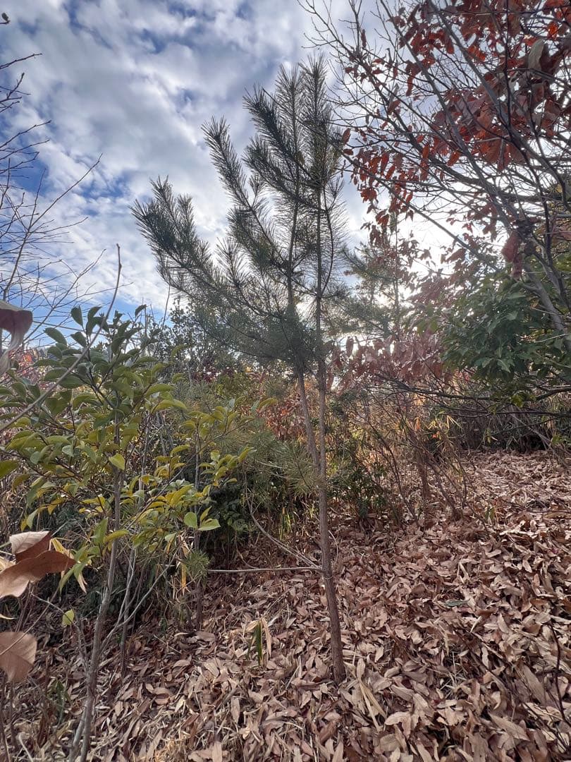 現品 赤松 超特大苗 4mほど 山採り - メルカリ