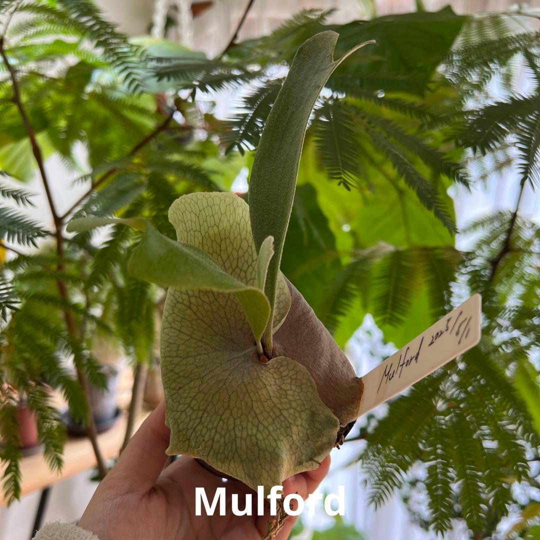 ビカクシダ Mulford 子株 - メルカリ